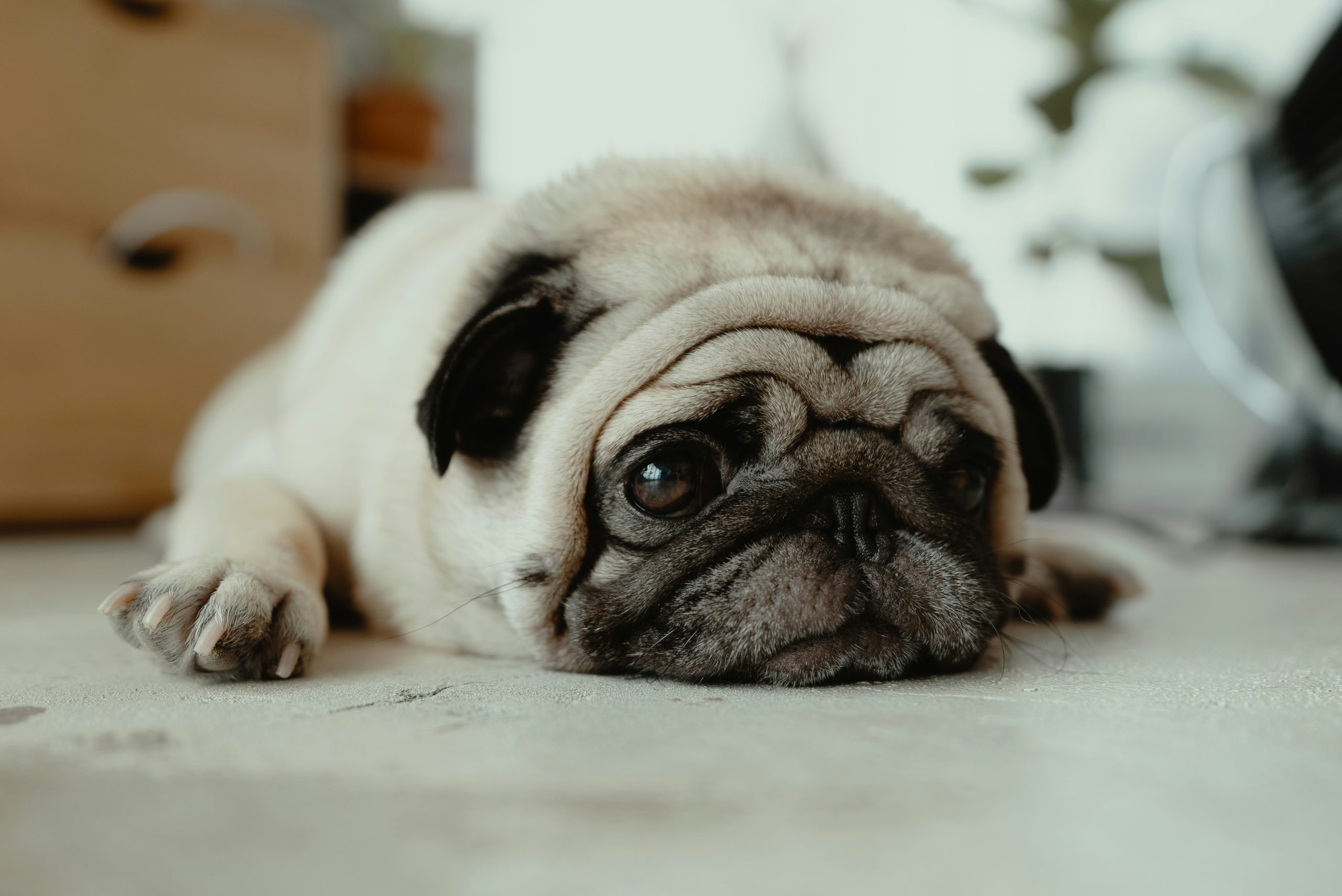 Getting Hairy for Dogs