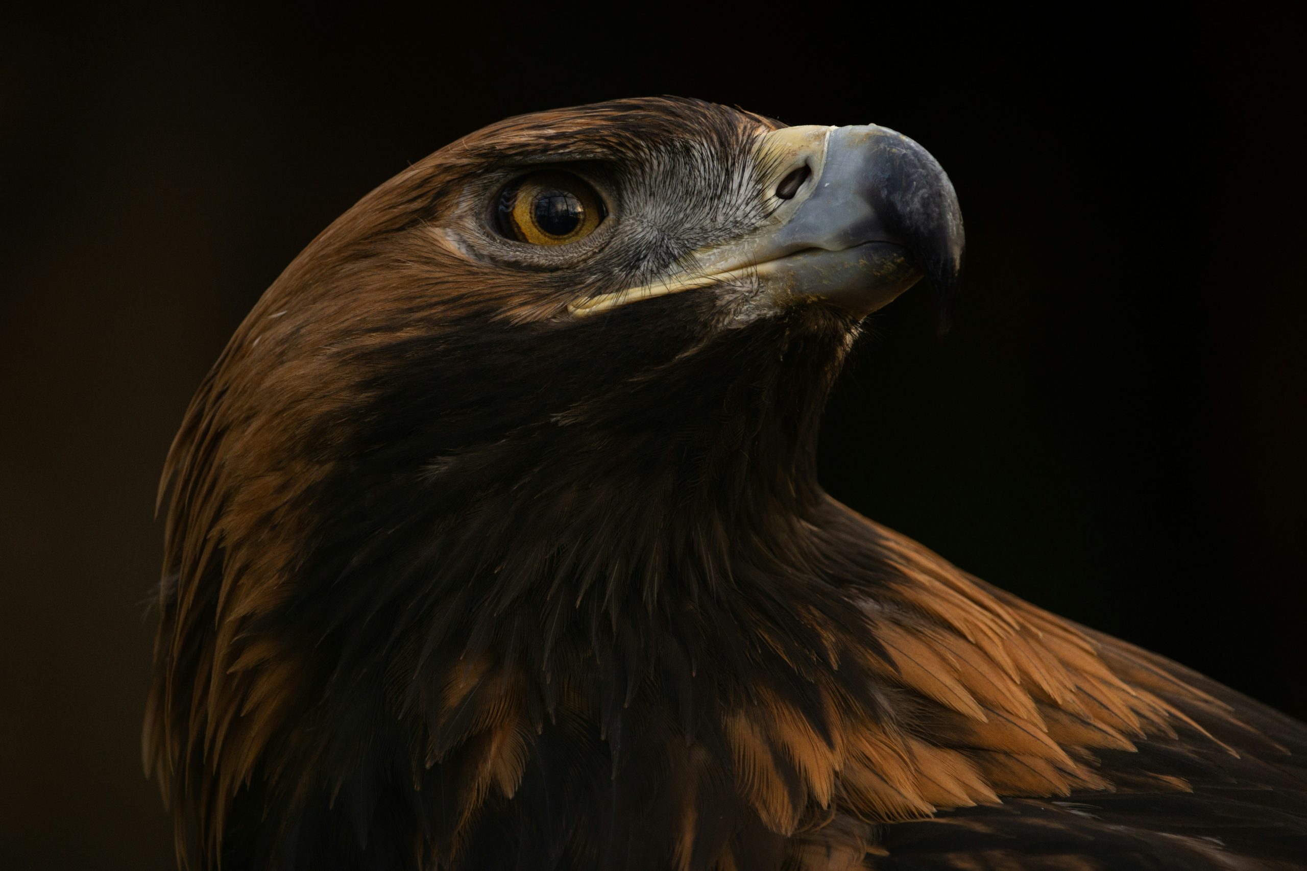 Nature Champions