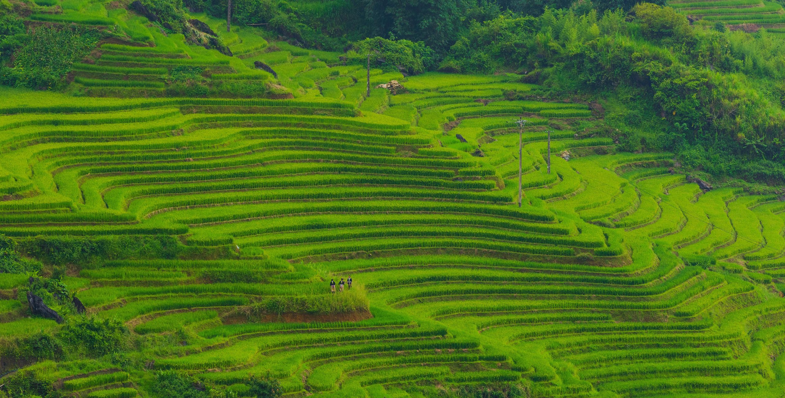 Rice Pathogen SALM within OpenAg