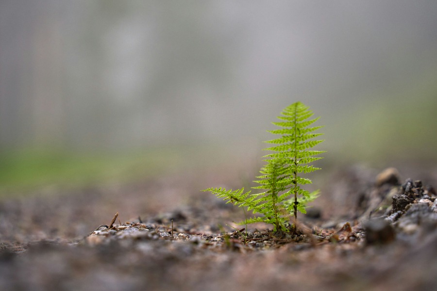 African Natural Capital Alliance – Commercial Opportunities Working Group